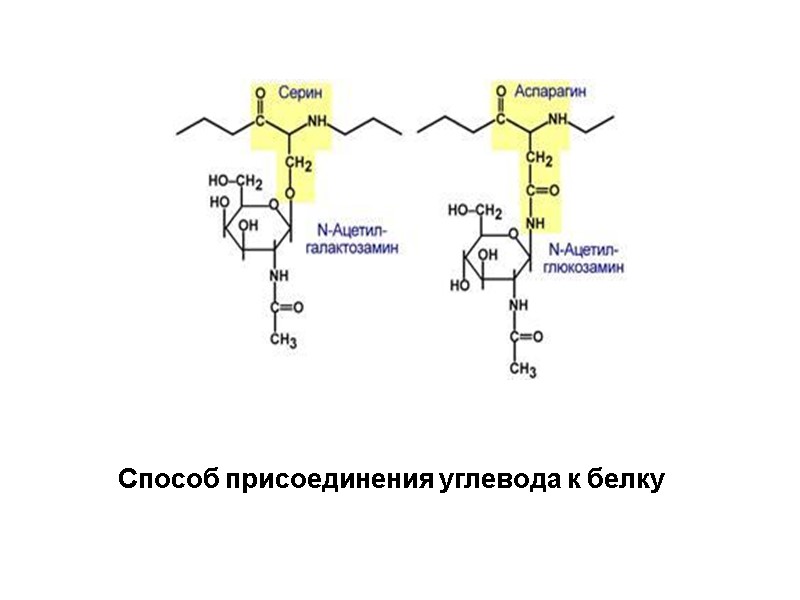 Способ присоединения углевода к белку